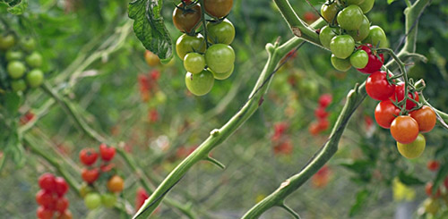 Десять мифов о выращивании томатов